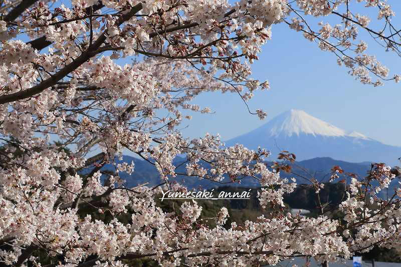 日本平からの桜と富士山_a0188405_8345241.jpg