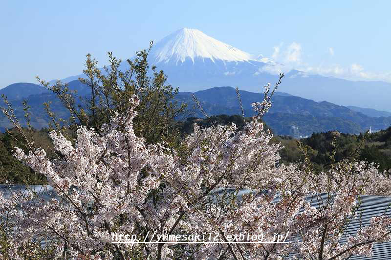 日本平からの桜と富士山_a0188405_835328.jpg