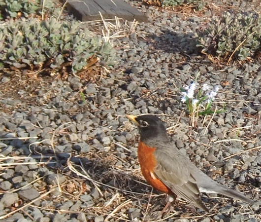 早春のニューヨーク、空中公園ハイラインの様子_b0007805_028179.jpg