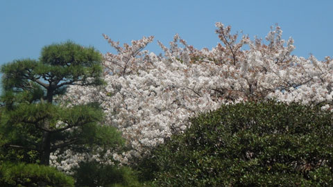 人・人・・・皇居の桜_c0051105_161242.jpg