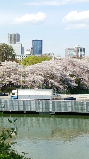 千鳥ヶ淵お花見&コンサート_a0208110_7293391.jpg