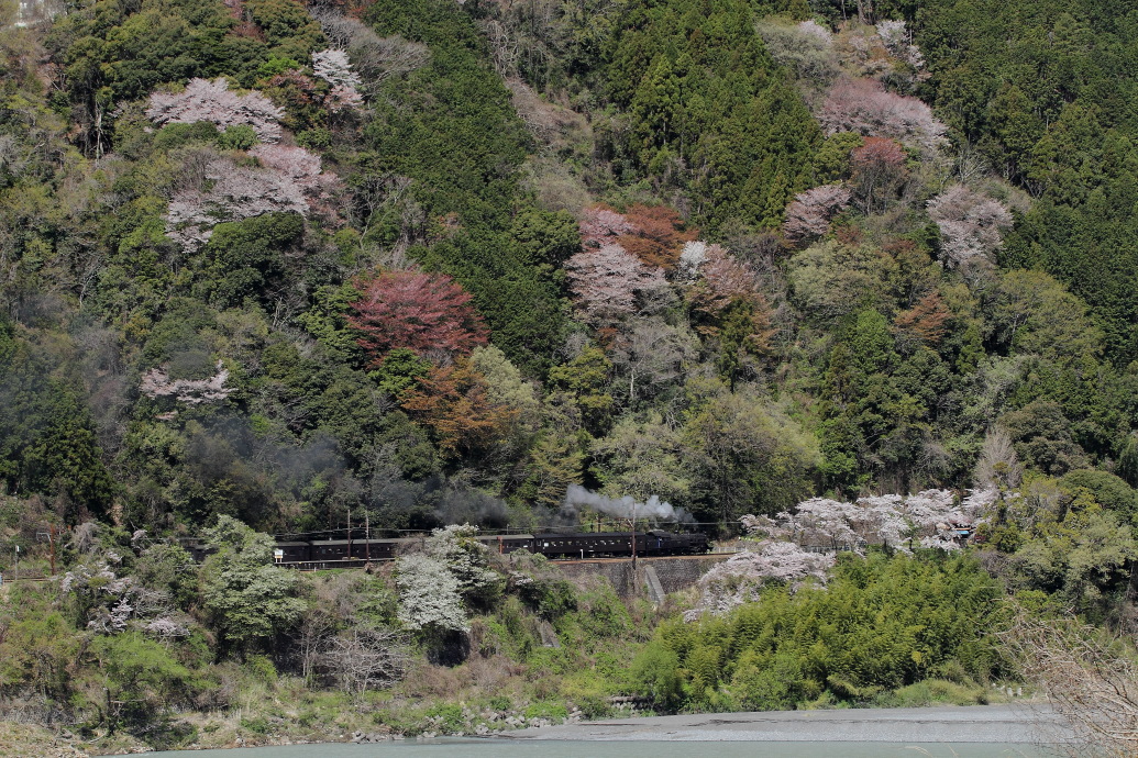 桜だけの駅 - 2014年桜・大井川 - _b0190710_2227384.jpg