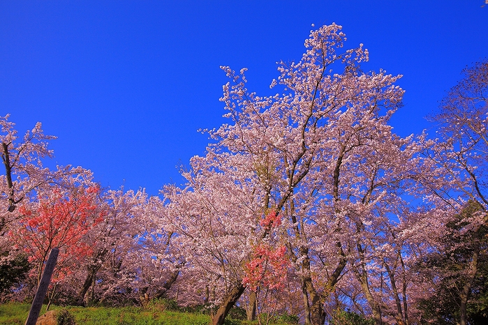 桜Photo_c0247313_21192560.jpg