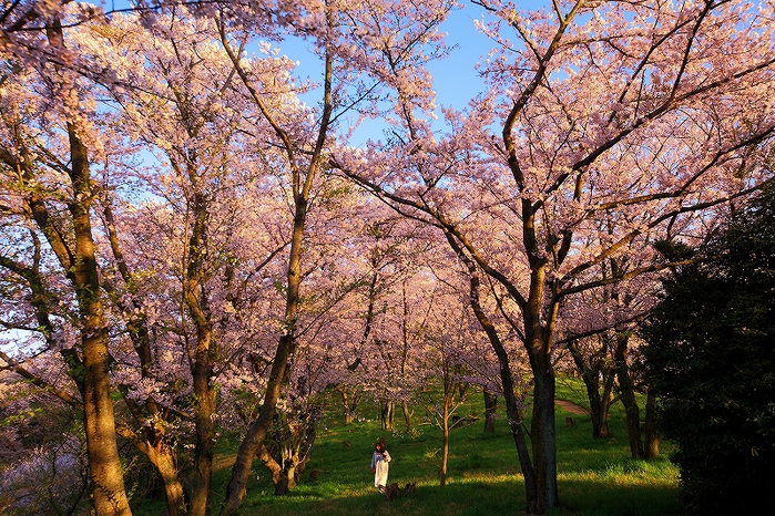 桜Photo_c0247313_21193988.jpg