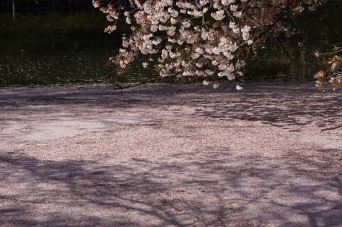 Carpet of Sakura was spread on Inokashira pond_f0006713_22465686.jpg
