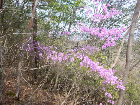 花の明王山 (380M)  猿啄城　縦走する_d0170615_11391731.jpg