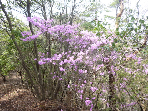 花の明王山 (380M)  猿啄城　縦走する_d0170615_11401538.jpg