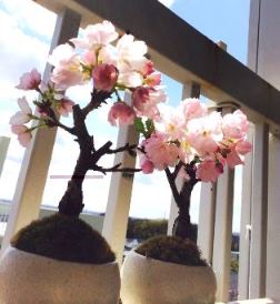 桜盆栽の開花報告_d0263815_15153760.jpg