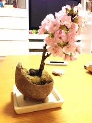 桜盆栽の開花報告_d0263815_15163441.jpg