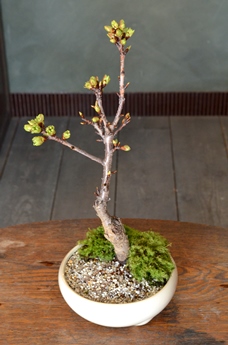 桜盆栽の開花報告_d0263815_15364490.jpg
