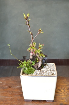 桜盆栽の開花報告_d0263815_15382489.jpg