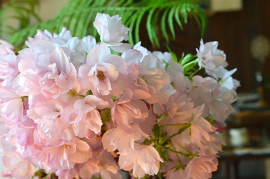 桜盆栽の開花報告_d0263815_15511614.jpg