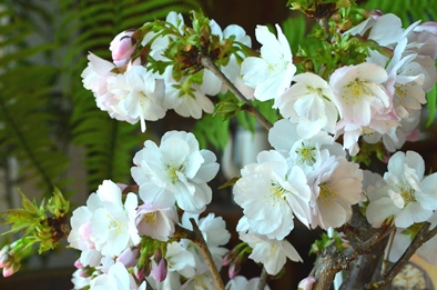 桜盆栽の開花報告_d0263815_159211.jpg