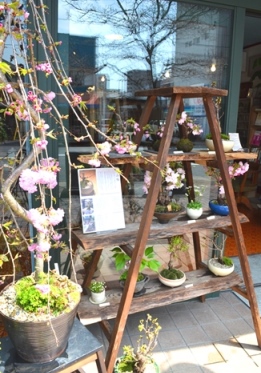 桜盆栽の開花報告_d0263815_1613829.jpg