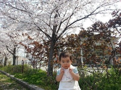 桜_e0136815_16201546.jpg
