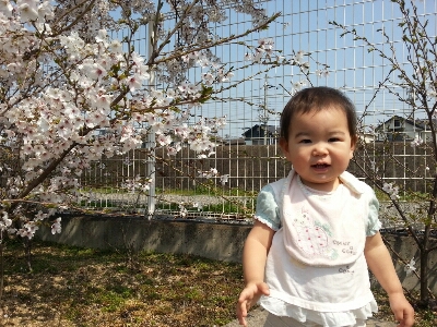 桜_e0136815_1620598.jpg