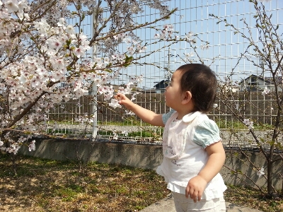 桜_e0136815_1622473.jpg