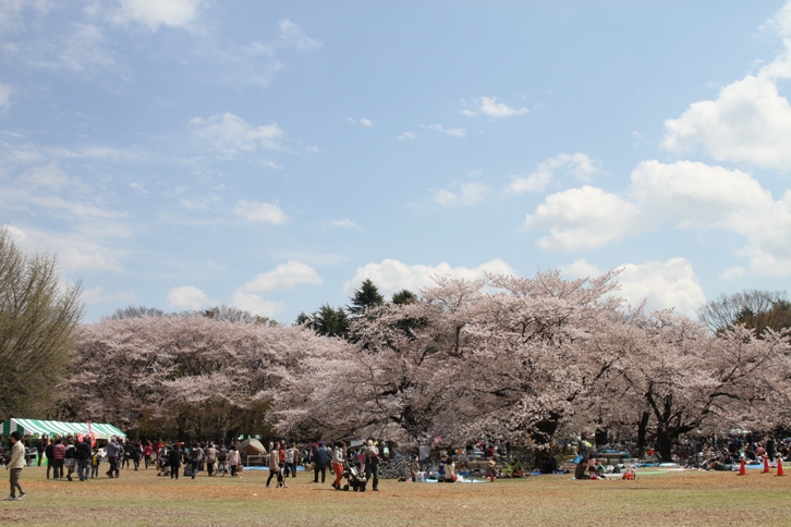 パーク桜_b0325217_06001381.jpg