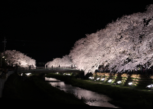 野川の夜桜2014_b0096620_23196.jpg