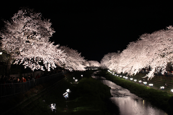 野川の夜桜2014_b0096620_244582.jpg