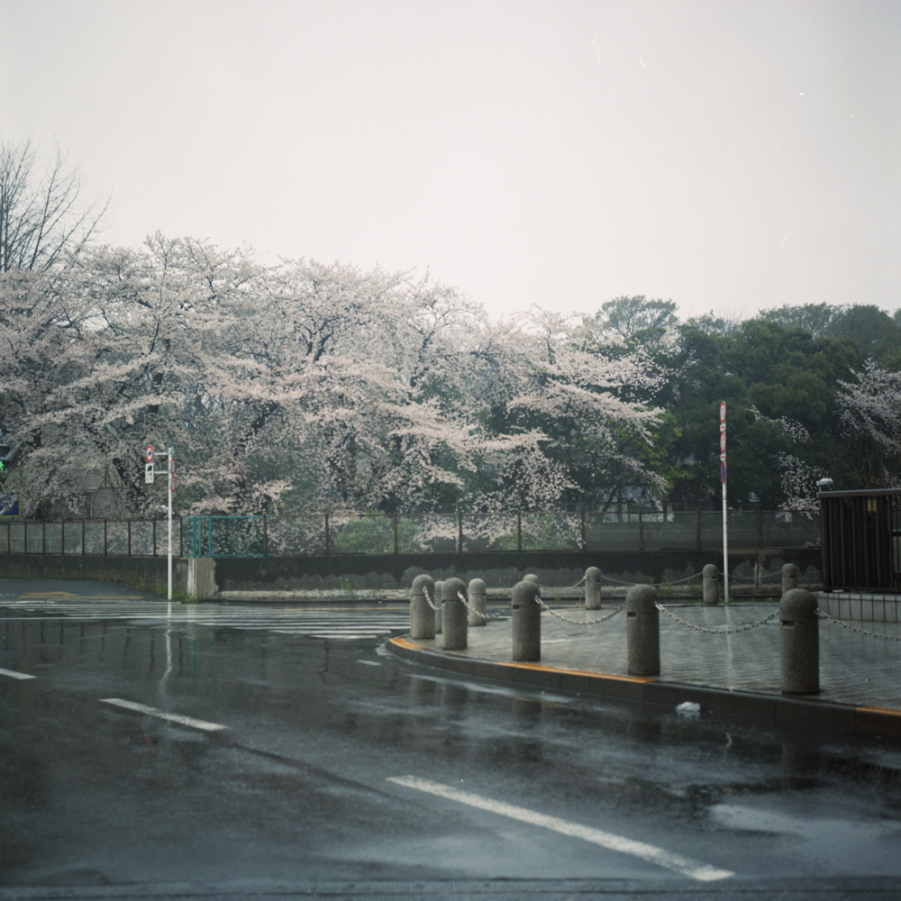 雨の桜_b0212922_10244780.jpg