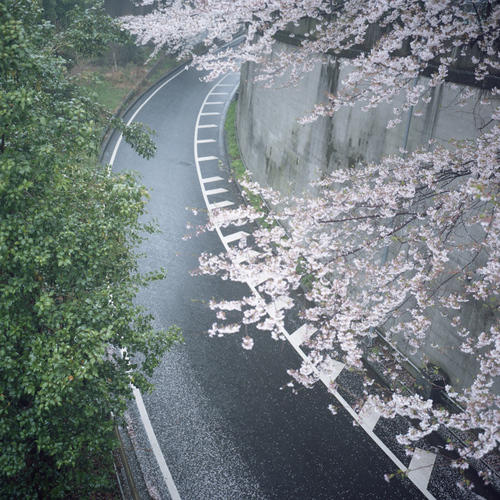 雨の桜_b0212922_18322839.jpg
