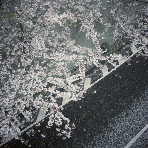 雨の桜_b0212922_18341854.jpg