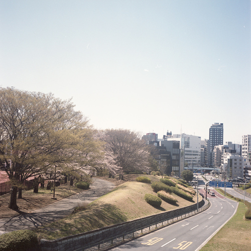 東京の桜の話_b0212922_9215516.jpg