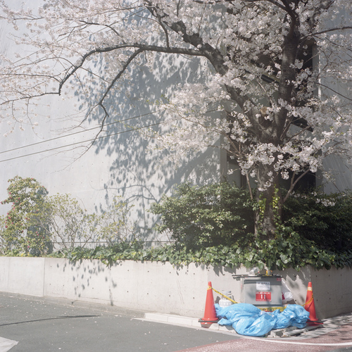 東京の桜の話_b0212922_925292.jpg