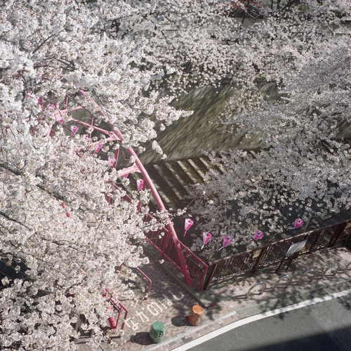 東京の桜の話_b0212922_9285986.jpg