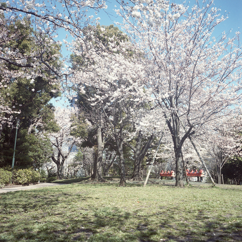 東京の桜の話_b0212922_9323024.jpg