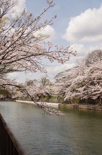 桜回廊　～岡崎疎水（京都）～_c0235725_6243019.jpg
