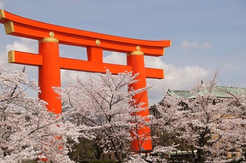 桜回廊　～岡崎疎水（京都）～_c0235725_6251997.jpg