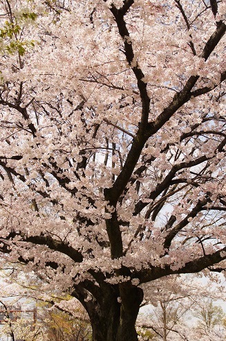 桜回廊　～岡崎疎水（京都）～_c0235725_6595369.jpg