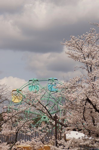 桜回廊　～岡崎疎水（京都）～_c0235725_774466.jpg