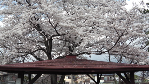 散る桜_c0155326_17262358.jpg