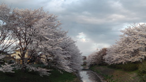 散る桜_c0155326_17314611.jpg