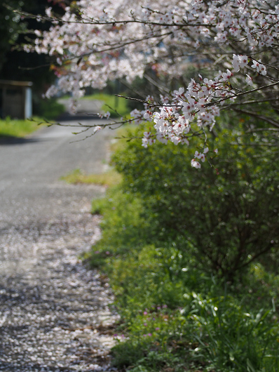 桜舞い散る_d0052327_17133774.jpg