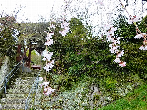 大分に枝垂れ桜を観に行きました　大分の観光＆グルメ_d0086228_1129204.jpg