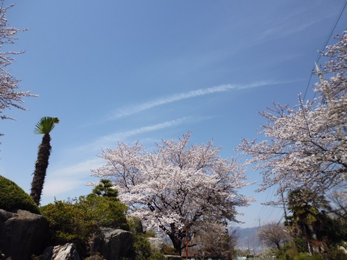 甲府盆地の桜・桃!!_f0304030_11252213.jpg