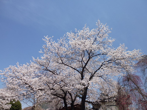 甲府盆地の桜・桃!!_f0304030_11261546.jpg