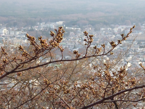 甲府盆地の桜・桃!!_f0304030_11495666.jpg