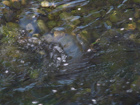 c0077531_2352569.jpg