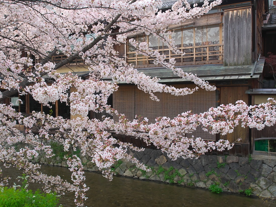 桜便り2014～祇園白川とインクライン～　　【4月5日】_e0080133_21044757.jpg