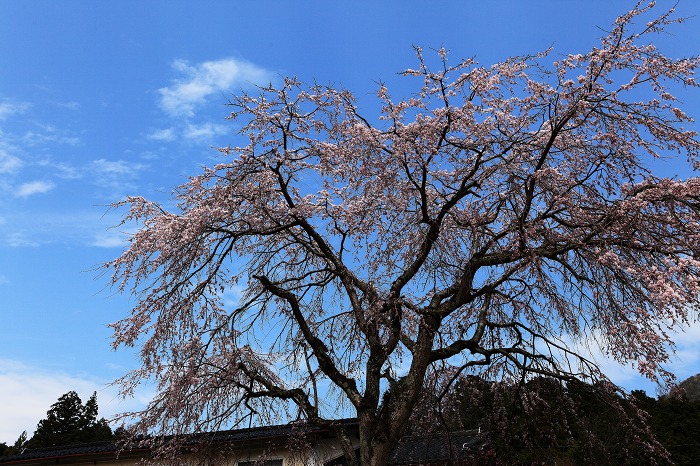 2014 桜 昼間の枝垂れ_a0294534_18291051.jpg