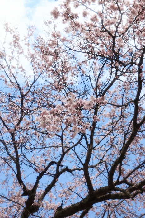 2014 桜 昼間の枝垂れ_a0294534_18291749.jpg