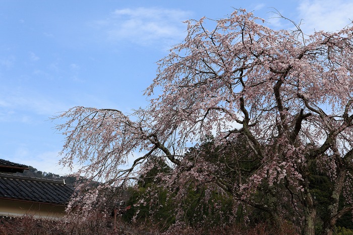 2014 桜 昼間の枝垂れ_a0294534_1829566.jpg