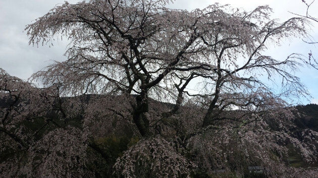 又兵衛桜_f0330437_20363469.jpg