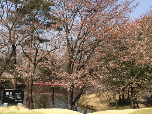 栃木の桜満開_c0013438_2091192.jpg