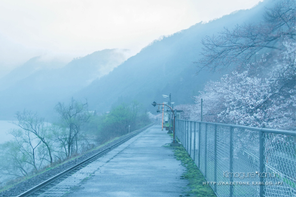 駅サクラ、雨にぬれ.。o○_b0197639_6241941.jpg